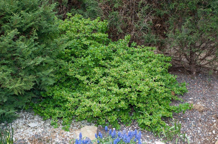 Ribes alpinum, Alpen-Johannisbeere, 60–100 cm