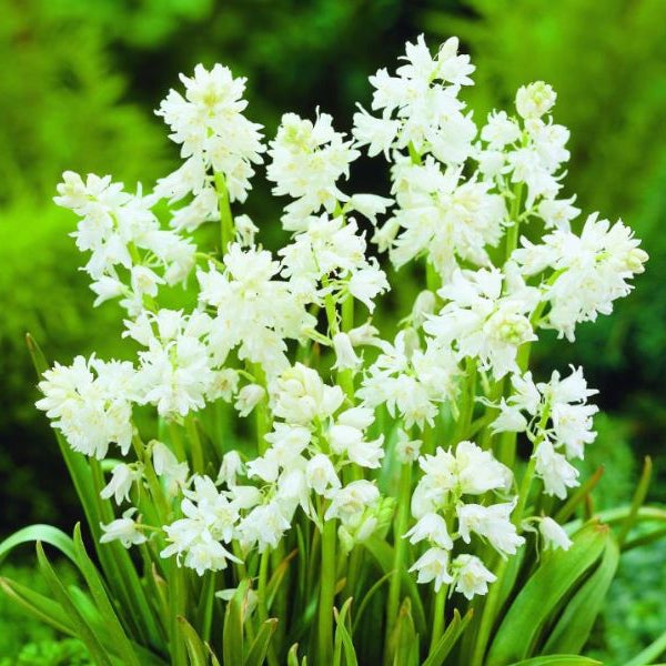 Spanische Hasenglöckchen mit weißen Blüten