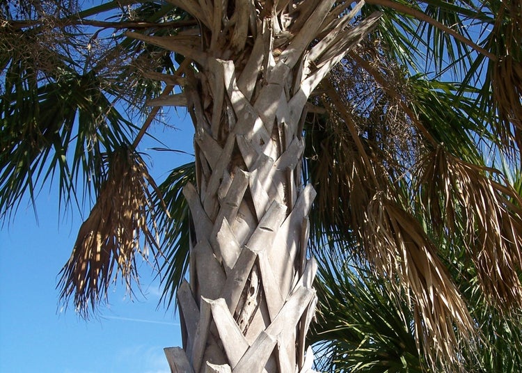 SAFLAX Garden to go - Palmettopalme - Sabal palmetto - 8 Samen - Mit Topf, Klima - Deckel und Anzuchtsubstrat