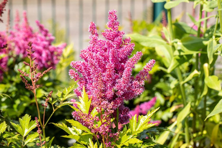 Astilbe Pflanze mit Blütenständen im Garten