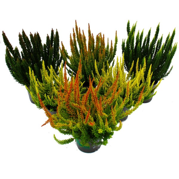 Calluna Green Nature Grüne Besenheide Heidekraut winterhart 11cm Topf Set mit 6  versch. Pflanzen