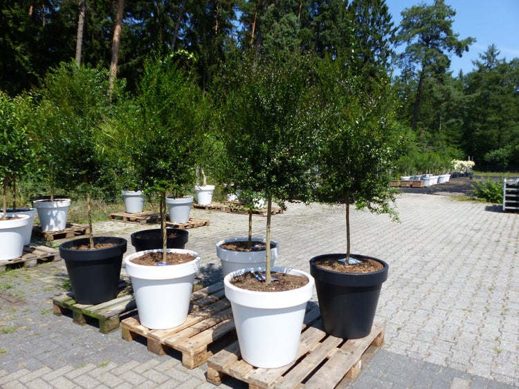 Kleine Bäume in runden Pflanztöpfen auf Holzpaletten im Außenbereich eines Gartencenters.