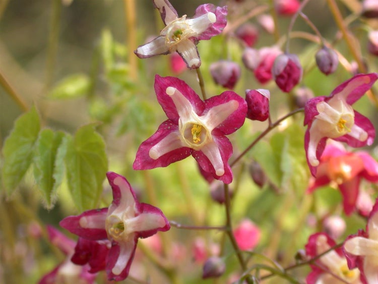 Epimedium alpinum, Elfenblume, ca. 9x9 cm Topf, zierlich