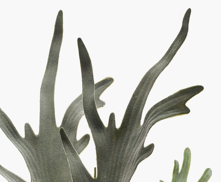 Detailansicht der Blätter eines künstlichen Geweihfarns.