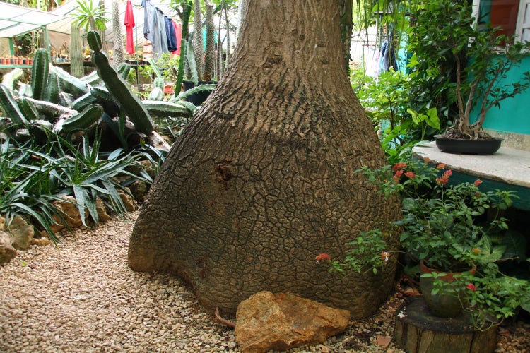 SAFLAX Garden to go - Elefantenfuß / Flaschenbaum - Beaucarnea recurvata - 10 Samen - Mit Topf, Klima - Deckel und Anzuchtsubstrat