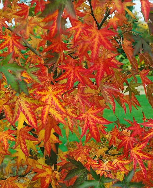 Herbstfärbung der Blätter eines Amberbaums Liquidambar styraciflua mit charakteristischer Sternform.