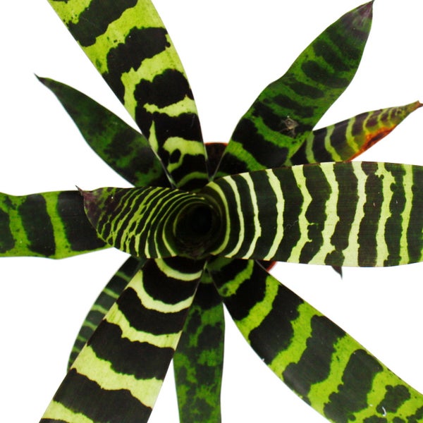 Ausgefallene XL-Bromelien Nature's Touch - Vriesea splendens - Exotische Blattschönheiten - 15cm Topf