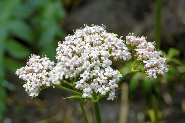 Valeriana officinalis, Baldrian, ca. 9x9 cm Topf