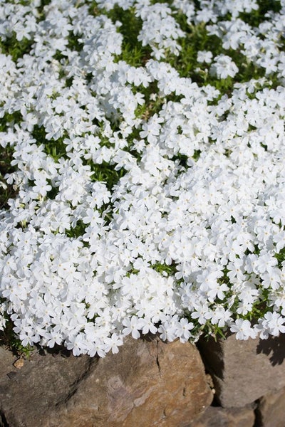 Phlox douglasii 'White Admiral', Teppichphlox, weiß, ca. 9x9 cm Topf