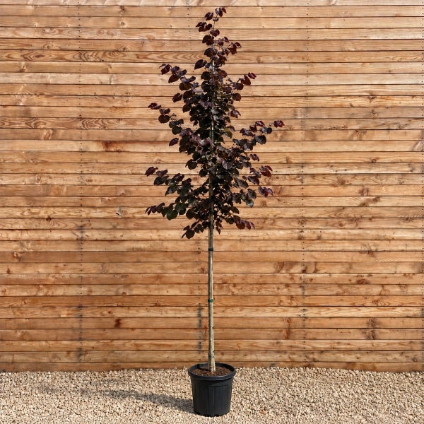 Blutbuche als Hochstamm im Kunststofftopf für den Garten