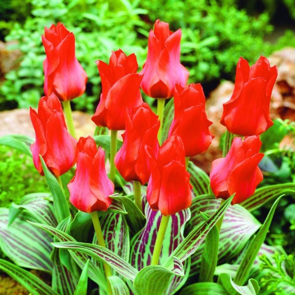 Gruppe roter Tulpensorten im Gartenbeet.