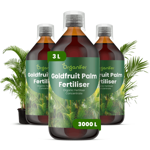 Drei Flaschen Organifer Goldfruit Palmendünger, Bio-Dünger Konzentrat, 3 Liter für circa 3000 Liter Gießwasser, mit Goldfruchtpalmen.