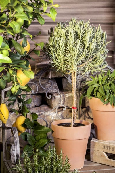 Dekorative Gartenszene mit Zitronenbaum und Lavendel im Topf vor Steinmauer