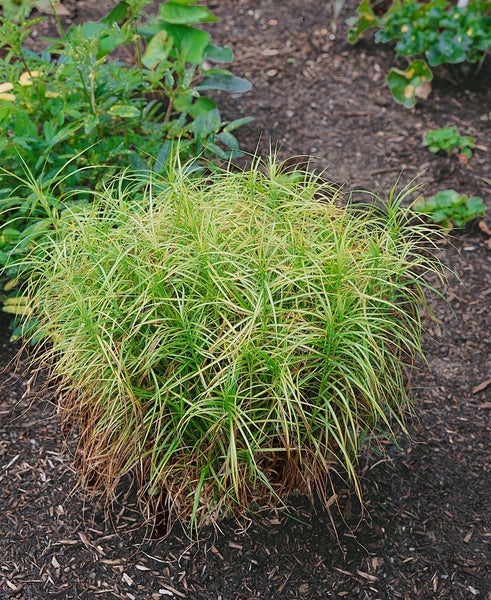 Carex muskingumensis 'Variegata', buntlaubig, ca. 9x9 cm Topf
