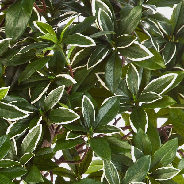 Gartenpflanze mit grün-weiß panaschierten, spitz zulaufenden Blättern.
