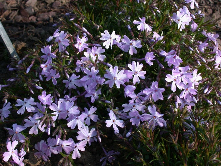 Teppich-Phlox mit zahlreichen Blüten
