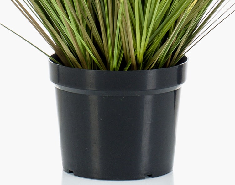 Nahaufnahme einer gelben Orchidee mit roten Punkten auf den Blütenblättern.