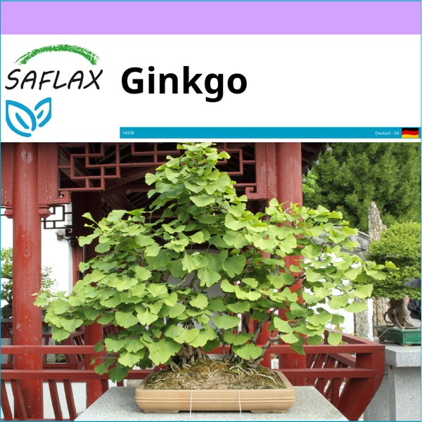 SAFLAX  - Ginkgo - Ginkgo biloba - 4 Samen