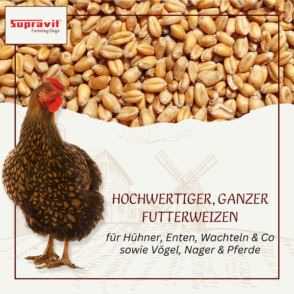 Abbildung von Futterweizen mit Huhn und Supravit Logo