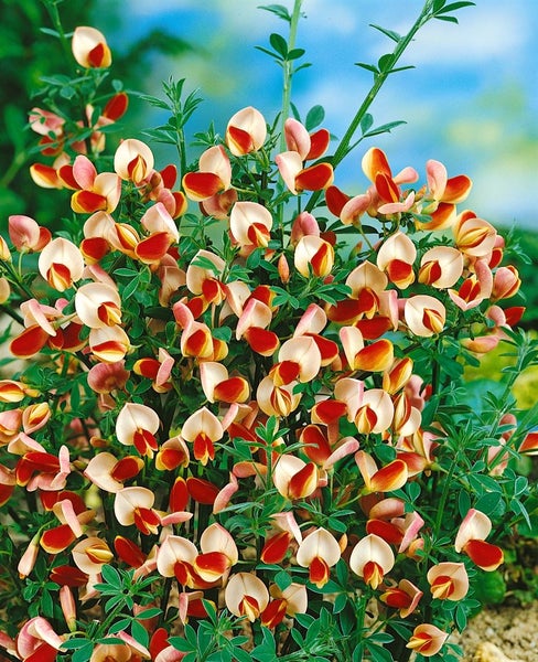 Cytisus scoparius 'Goldfinch', Besenginster, gelb, 30–40 cm