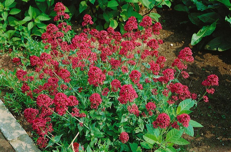 Centranthus ruber 'Coccineus', Rote Spornblume, 2 Liter Container