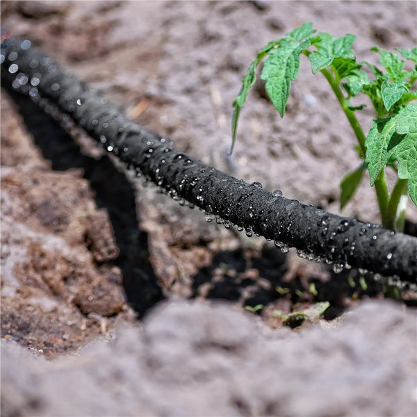 Bewässerungsschlauch mit Tropfen neben Pflanze im Garten
