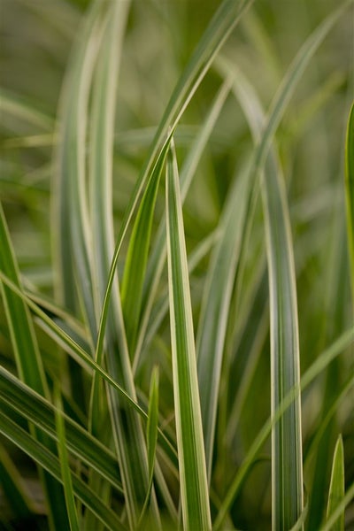 Carex morrowii, Japan-Segge, immergrün, ca. 9x9 cm Topf