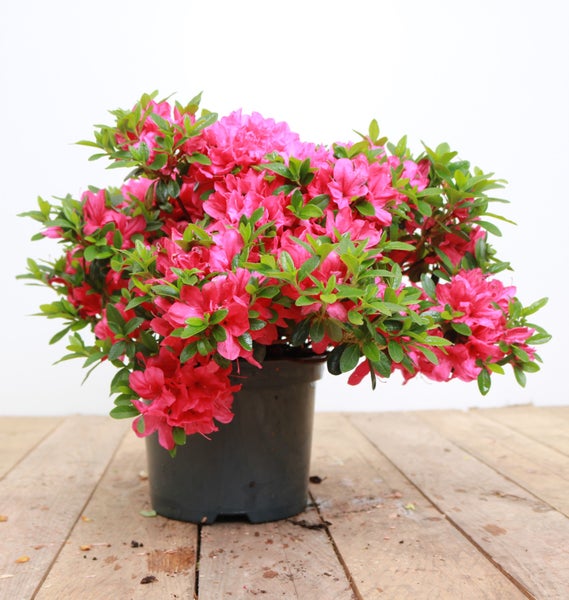 Azalee im Topf mit pinkfarbenen Blüten und grünen Blättern