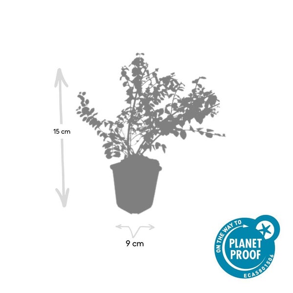 Bodendecker - Niedrige Purpurbeere - Symphoricarpos chenaultii 'Hancock' - 9cm Topf - Set mit 6 Pflanzen