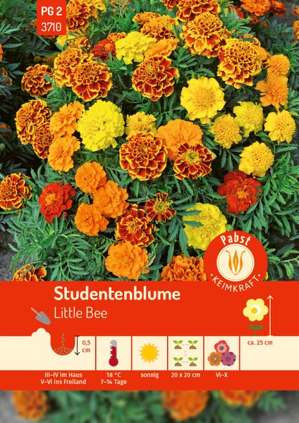 Samentüte Studentenblume Little Bee, Saattiefe 0,5 Zentimeter, Keimtemperatur 18 Grad, Wuchshöhe circa 25 Zentimeter und Pabst Keimkraft Logo.