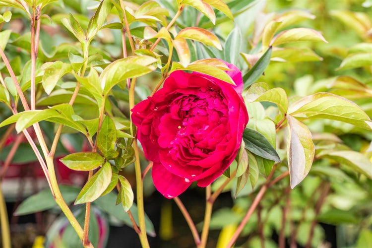Paeonia lactiflora 'Adolphe Rousseau', Pfingstrose, rot, ca. 11x11 cm Topf