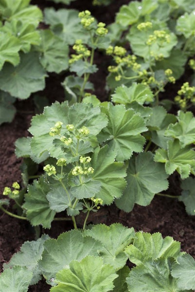 Alchemilla mollis, Frauenmantel, grünlich-gelb, ca. 9x9 cm Topf