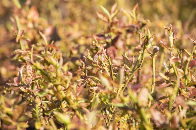 Vaccinium corymbosum 'Duke', Heidelbeere, 40–60 cm, ertragreich