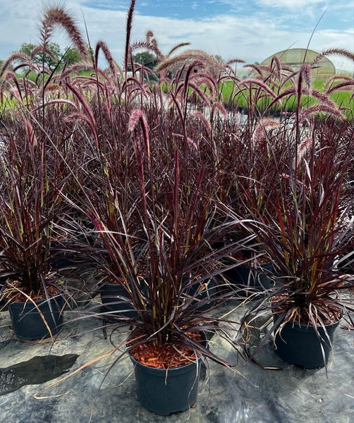 Pennisetum setaceum 'Rubrum', Lampenputzergras, rot, 2 Liter Container
