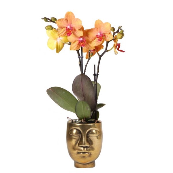 Übertopf Face - Form eines zarten harmonischen Gesichts - gold - passend für 9cm Töpfe