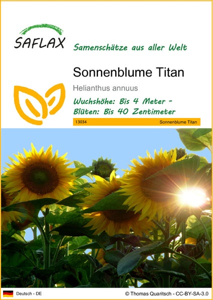 SAFLAX  - Sonnenblume Titan - Helianthus annuus  - 20 Samen