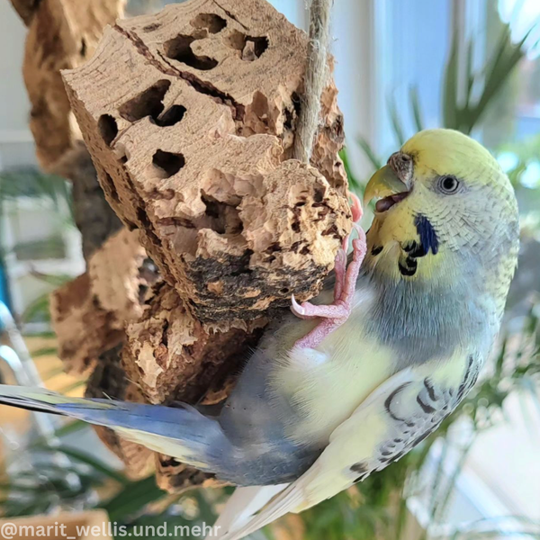 Wellensittich auf Naturkorkrinde als Vogelspielzeug.