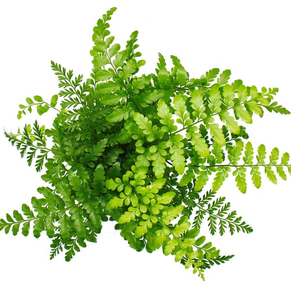 Asplenium dimorphum Parvati besondere Farn-Sorten fürs Zimmer Streifenfarn 12cm Topf ca. 25cm hoch
