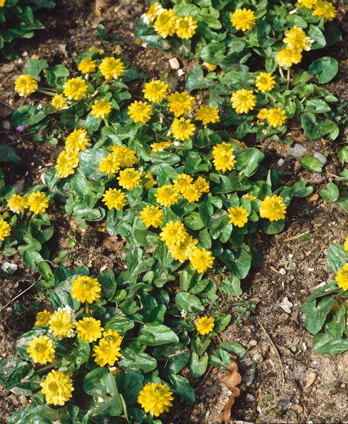 Ranunculus ficaria 'Flore Pleno', Scharbockskraut, gefüllt, ca. 9x9 cm Topf