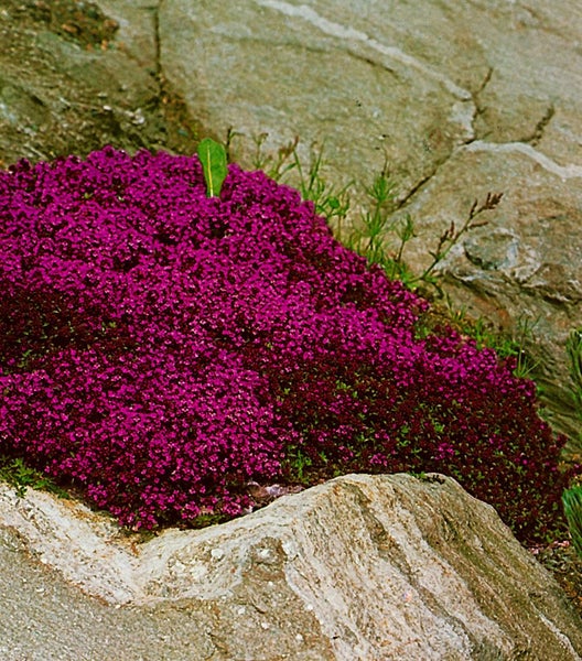 Thymus serpyllum 'Creeping Red', Sand-Thymian, rotblühend, ca. 9x9 cm Topf