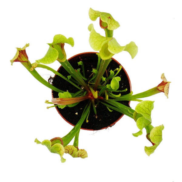 Schlauchpflanze - Trompetenkrug-Pflanze - Sarracenia smoorii - Fleischfressende Pflanze - 9cm Topf