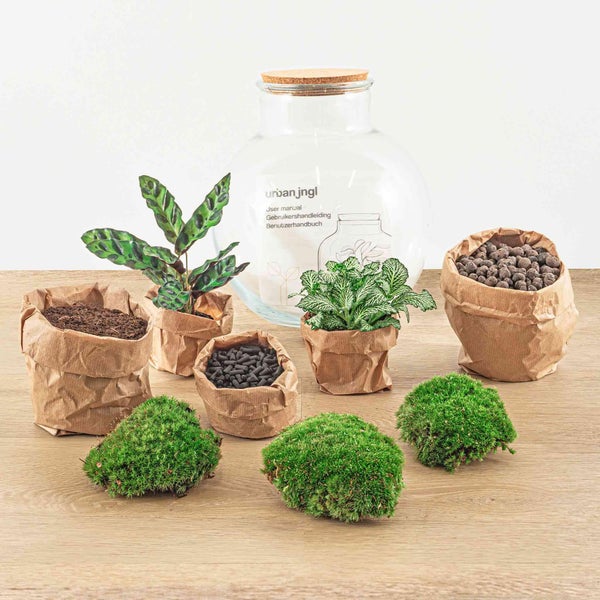 Flaschengarten Teddy DIY-Pflanzen-Terrarium 27cm hoch mit Calathea-Pflanze incl. Schaufel und Rechen