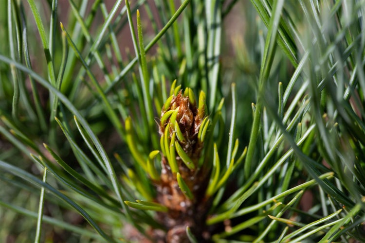 Pinus cembra, Zirbelkiefer, 100–125 cm, immergrün
