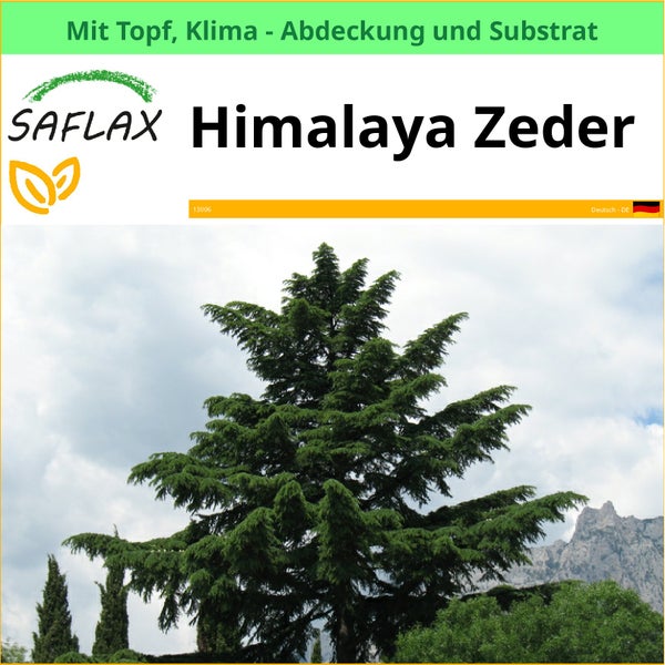 Himalaya Zeder im Topf mit Klimaabdeckung und Substrat