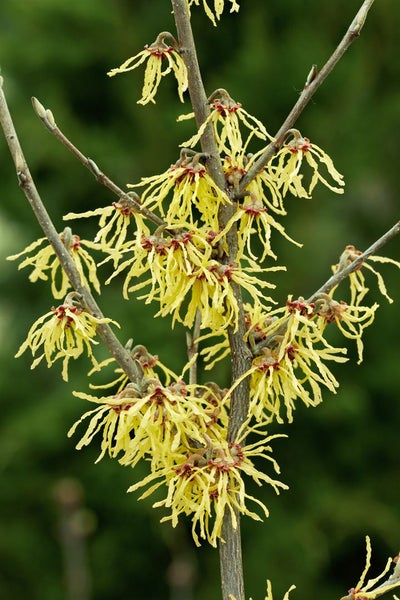 Hamamelis intermedia 'Arnold Promise', Zaubernuss, gelb, 40–60 cm