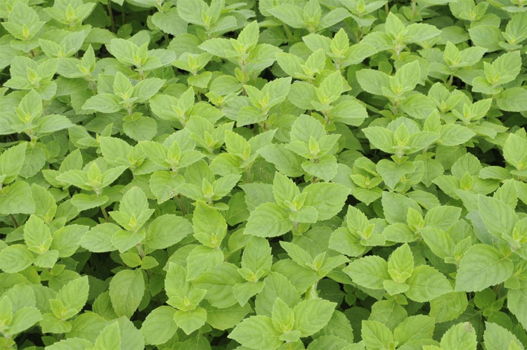 Mentha x piperita var. citrata, Zitronenminze, aromatisch, ca. 9x9 cm Topf