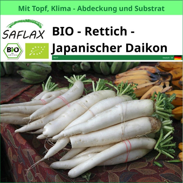Bio Rettich Japanischer Daikon mit Topf, Klimaabdeckung und Substrat