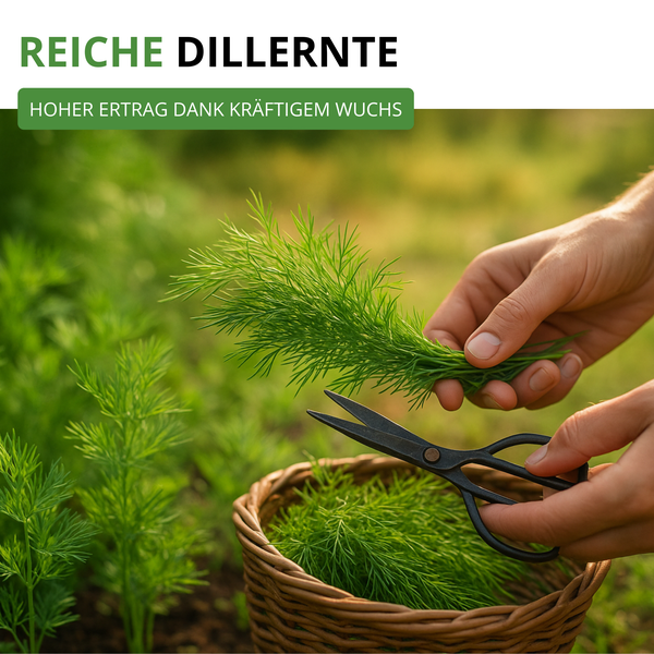 Hände ernten frischen Dill mit einer Schere über einem Weidenkorb im Garten.