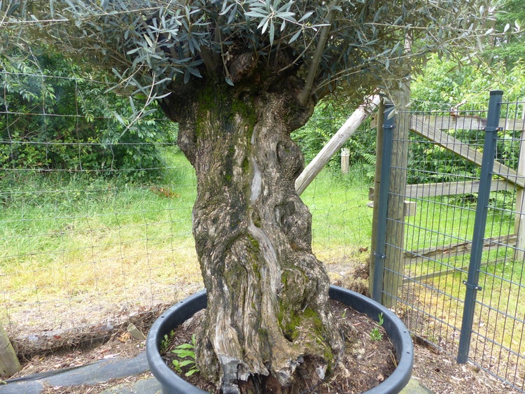 exakt dieser Baum Nr. 24T, 230 cm, Olivenbaum, Bonsai, knorrige alte urige Olive winterhart