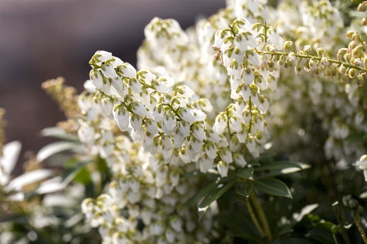 Pieris japonica 'Debutante', Japanische Lavendelheide, weiß, 30–40 cm